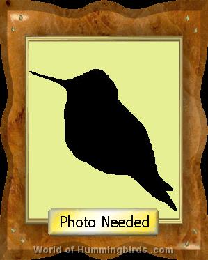 Hummingbird Garden Catalog: Black-Backed Thornbill